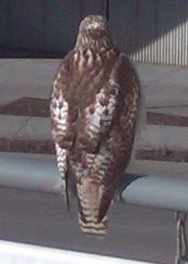 hawk at student observatory